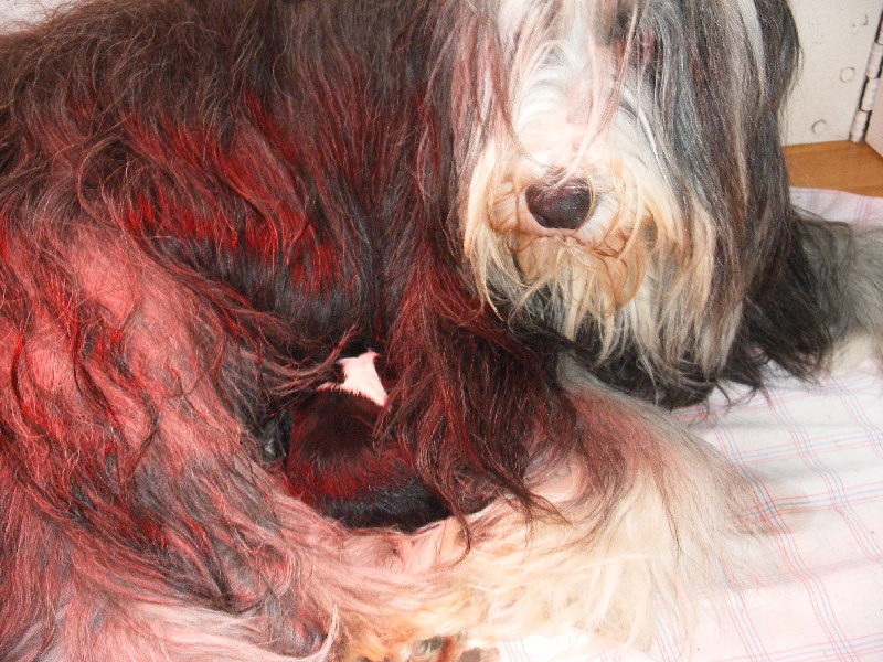 Chiot Bearded Collie de la Belle t le Clochard